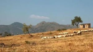 O Poderoso Chefão - O legado de um diretor visionário, a homenagem que emocionou Hollywood