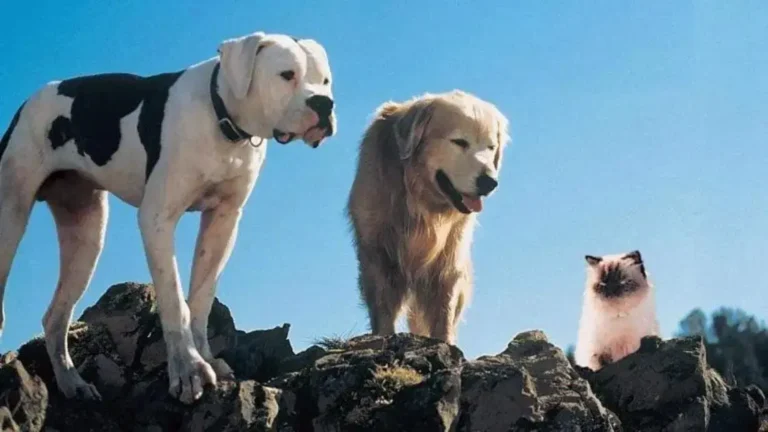 A Incrível Jornada - A emocionante busca de lealdade e amizade em meio a desafios imensos